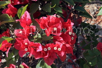 BAHRAIN, Al Jasra, house garden flowers, Bougainvillea flowers, BHR1809JPL