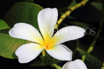 BAHRAIN, Al Jasra, house garden flowers, Frangipani (Plumeria) flower, BHR2438JPL