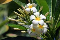 BAHRAIN, Al Jasra, house garden flowers, Frangipani (Plumeria) flowers, BHR1490JPL