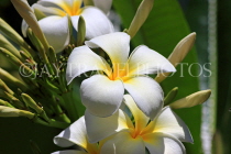 BAHRAIN, Al Jasra, house garden flowers, Frangipani (Plumeria) flowers, BHR1491JPL