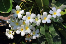BAHRAIN, Al Jasra, house garden flowers, Frangipani (Plumeria) flowers, BHR2435JPL