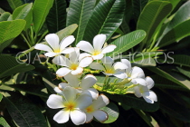 BAHRAIN, Al Jasra, house garden flowers, Frangipani (Plumeria) flowers, BHR2436JPL
