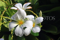 BAHRAIN, Al Jasra, house garden flowers, Frangipani (Plumeria) flowers, BHR2437JPL