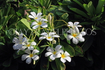 BAHRAIN, Al Jasra, house garden flowers, Frangipani (Plumeria) flowers, BHR2439JPL