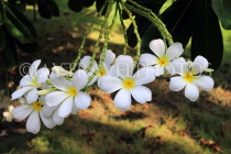 BAHRAIN, Al Jasra, house garden flowers, Frangipani (Plumeria) flowers, BHR2441JPL