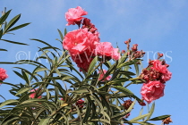 BAHRAIN, Al Jasra, house garden flowers, Oleander flowers, BHR1466JPL