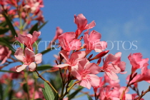 BAHRAIN, Al Jasra, house garden flowers, Oleander flowers, BHR1472JPL