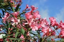BAHRAIN, Al Jasra, house garden flowers, Oleander flowers, BHR1473JPL