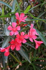 BAHRAIN, Al Jasra, house garden flowers, Oleander flowers, BHR1474JPL