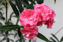 BAHRAIN, Al Jasra, house garden flowers, Oleander flowers, BHR1477JPL