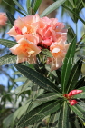 BAHRAIN, Al Jasra, house garden flowers, Oleander flowers, BHR1478JPL