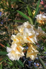 BAHRAIN, Al Jasra, house garden flowers, Oleander flowers, BHR1479JPL