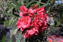 BAHRAIN, Al Jasra, house garden flowers, Oleander flowers, BHR1802JPL