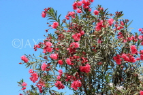 BAHRAIN, Al Jasra, house garden flowers, Oleander flowers, BHR1810JPL
