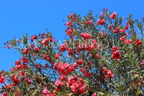 BAHRAIN, Al Jasra, house garden flowers, Oleander flowers, BHR2432JPL