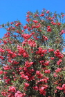 BAHRAIN, Al Jasra, house garden flowers, Oleander flowers, BHR2434JPL
