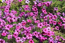 BAHRAIN, Al Jasra, house garden flowers, Petunia flowers, BHR1492JPL