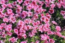 BAHRAIN, Al Jasra, house garden flowers, Petunias, BHR1947JPL