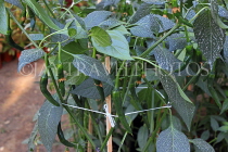 BAHRAIN, Budaiya, Farmers' Market, chillie plants, BHR1167JPL