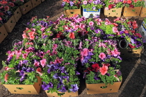 BAHRAIN, Budaiya, Farmers' Market, flower stall, BHR1020JPL