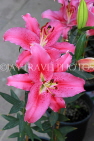 BAHRAIN, Budaiya, Farmers' Market, flower stall Lilies, BHR1792JPL