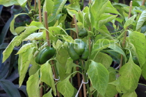 BAHRAIN, Budaiya, Farmers' Market, pepper plant, BHR1023JPL