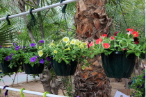 BAHRAIN, Budaiya, Farmers' Market, potted flowers for sale, BHR2030JPL