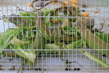 BAHRAIN, Isa Town Market (souk), flea market, lizards for sale (as pets), BHR461JPL