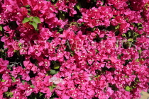 BAHRAIN, Manama, Bougainvillea flowers, BHR2272JPL