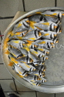 BAHRAIN, Manama, Central Market, Fish Market, BHR1699JPL