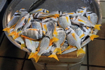 BAHRAIN, Manama, Central Market, Fish Market, BHR1701JPL