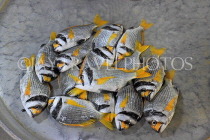 BAHRAIN, Manama, Central Market, Fish Market, BHR2122JPL