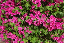 BAHRAIN, Manama, flora, Bogainvillea, BHR326JPL