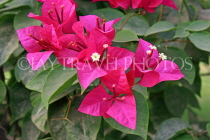 BAHRAIN, Manama, flowers, Bogainvillea, BHR256JPL