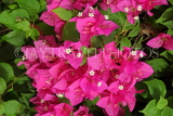 BAHRAIN, Manama, flowers, Bogainvillea, BHR257JPL