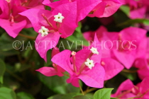 BAHRAIN, Manama, flowers, Bogainvillea, BHR2585JPL