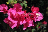 BAHRAIN, Manama, tropical flowers, Bougainvillea, BHR1110JPL