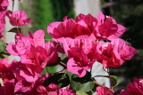 BAHRAIN, Manama, tropical flowers, Bougainvillea, BHR1111JPL