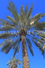 BAHRAIN, Palm trees, BHR1116JPL