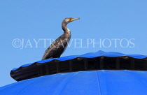 BAHRAIN, coast by Al Jasra, Cormorant on sunshade, BHR1940JPL