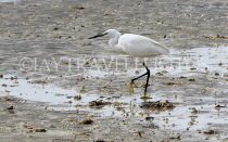BAHRAIN, coast by Al Jasra, Egret searching for food, at low tide, BHR2274JPL
