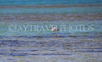 BAHRAIN, coast by Al Jasra, Flamingo at sea, at low tide, BHR1675JPL