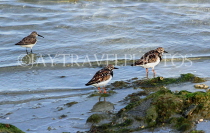 BAHRAIN, coast by Al Jasra, Sand Plover and Sandpipers, BHR1945JPL