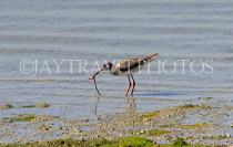 BAHRAIN, coast by Al Jasra, Sandpiper, BHR1942JPL