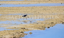 BAHRAIN, coast by Al Jasra, Western Reef Heron and Sand Plovers, BHR1456JPL