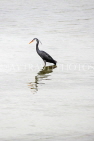 BAHRAIN, coast by Al Jasra, Western Reef Heron looking for fish, BHR1451JPL
