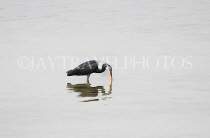 BAHRAIN, coast by Al Jasra, Western Reef Heron looking for fish, BHR1452JPL