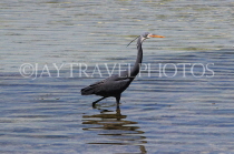 BAHRAIN, coast by Al Jasra, Western Reef Heron looking for fish, BHR1884JPL
