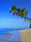 BARBADOS, West Coast, Beach and three coconut trees, BAR435JPL