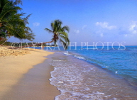 BARBADOS, West Coast, beach and leaning coconut tree, BAR438JPL